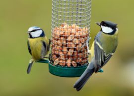 Gardeners Supply- Bird Seed