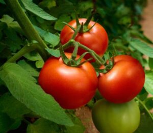 Garden supply New Jersey Tomatoes 