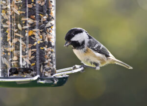 winter bird feeders