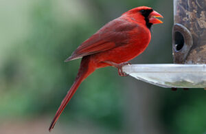 winter birdfeeders