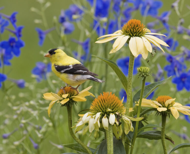 Goldfinch pollenator on New Jersey flowers
