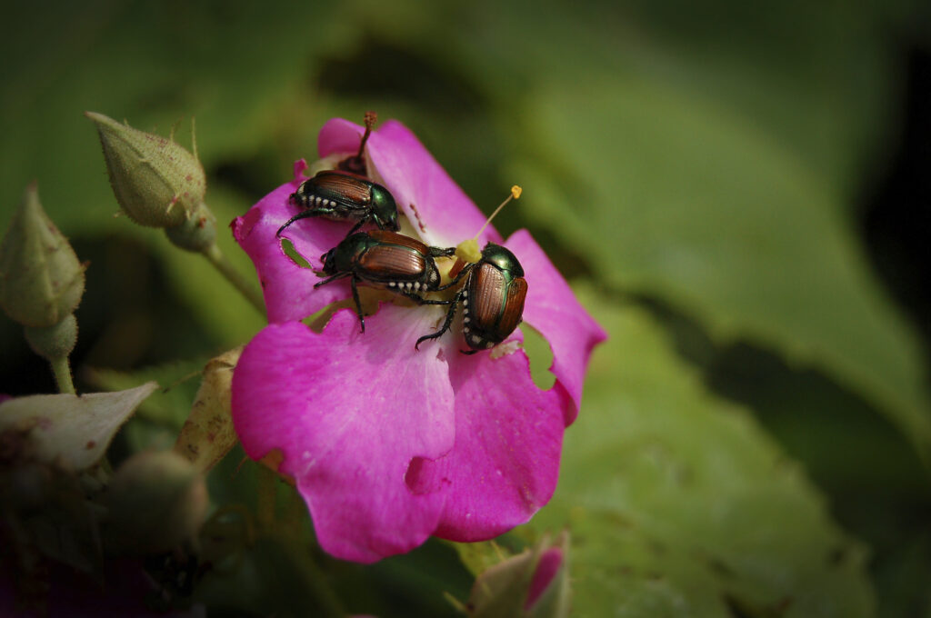 Japanese Beetles in New Jersey