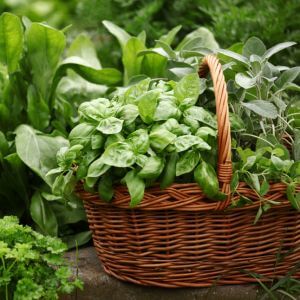 NJ herb garden harvest