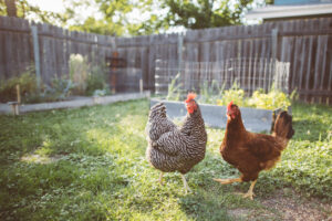 Gardening with chickens in New Jersey