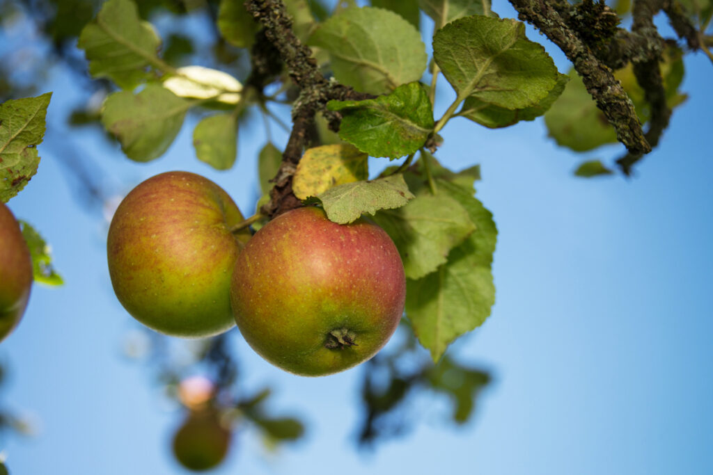 Apple Tree at our Nursery in NJ