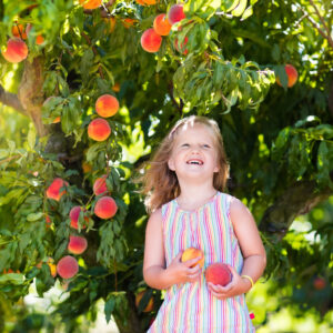 Peach Tree in NJ