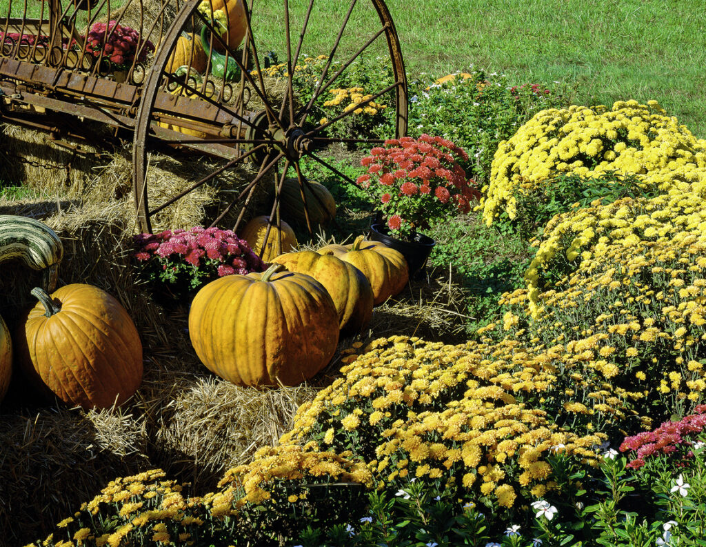 How To Transition Your Summer Garden to Autumn