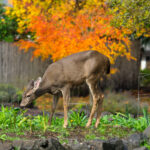 New Jersey Deer Control