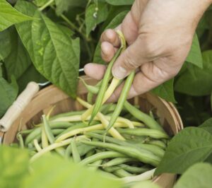Garden supply New Jersey green beans