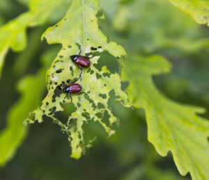 bugs garden fertilizer New Jersey