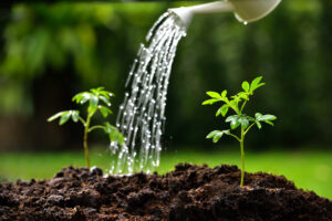 watering plants applied with garden fertilizer New Jersey
