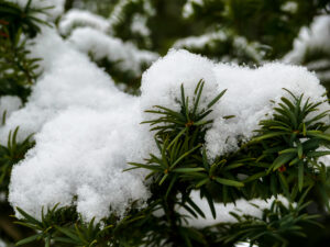 christmas tree with snow