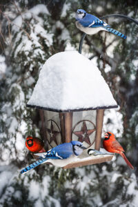 Bird feeder in winter with blue jays and cardinals