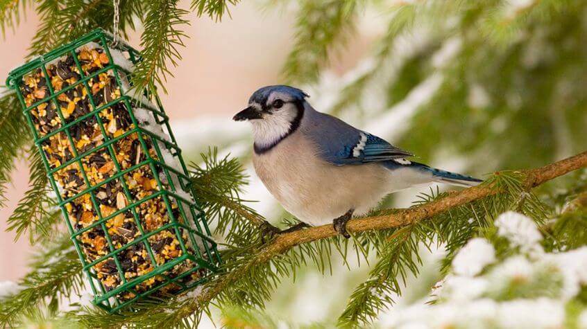 Bluejay and suet winder bird feeder