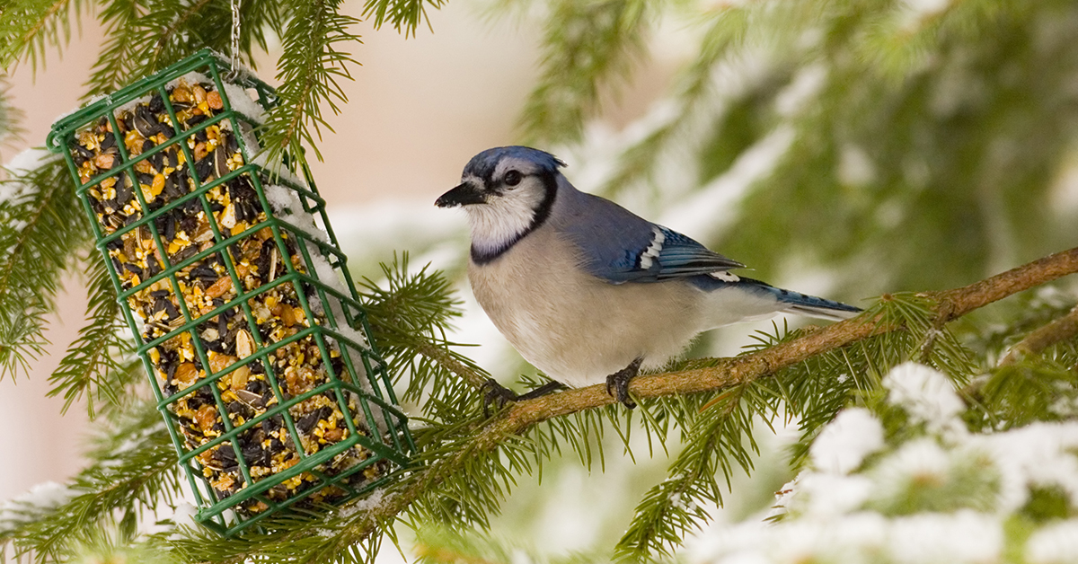 Bluejay and suet feeder in Winter