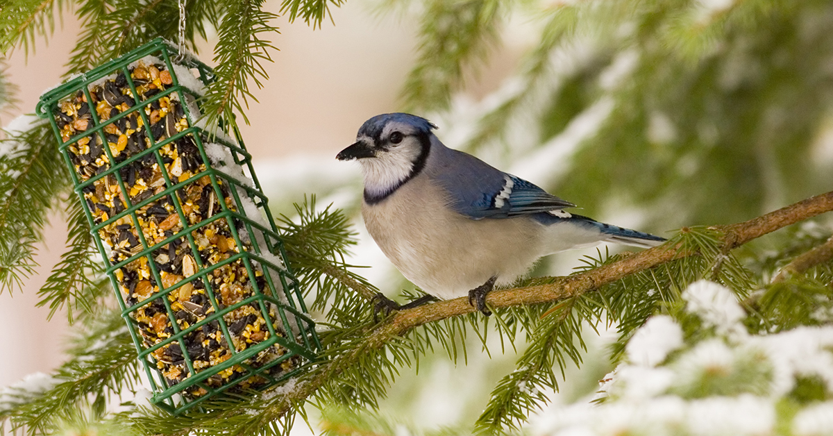 Bluejay and suet winder bird feeder