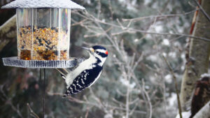 Downy Woodpecker eating from a winter bird feeder