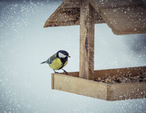 Great tit on feeder at winter day