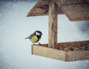 Bird standing on a winter bird feeder for food in the cold