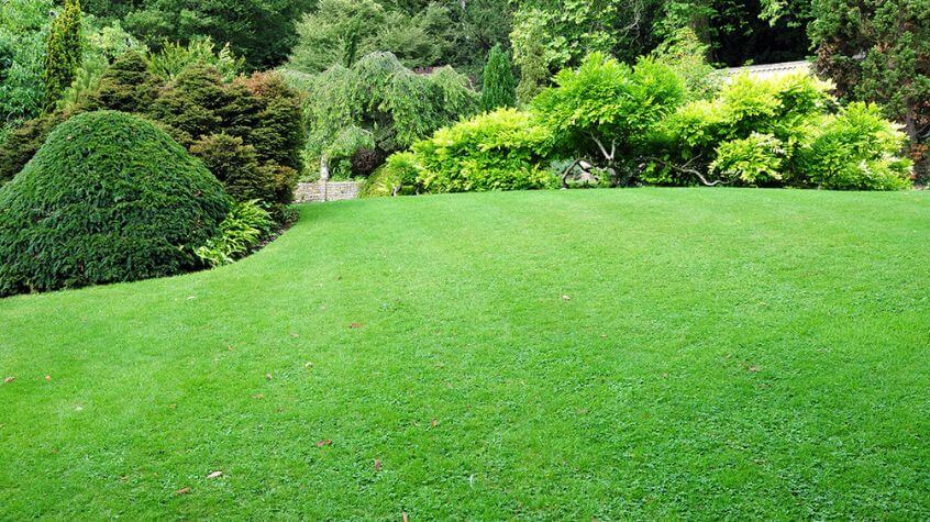 Lush healthy lawn with a great fertilizer program