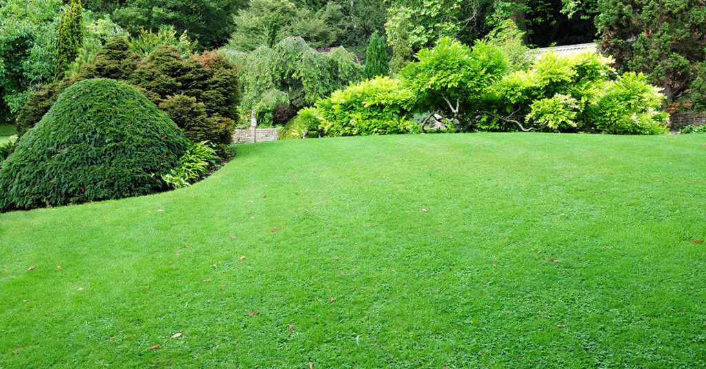 Lush healthy lawn with a great fertilizer program
