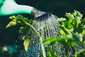 Water your Summer garden