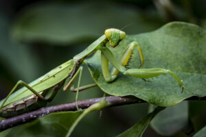 Praying Mantis in Summer garden