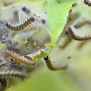 Using landscaping supplies to get rid of unwanted bugs and sod webworms