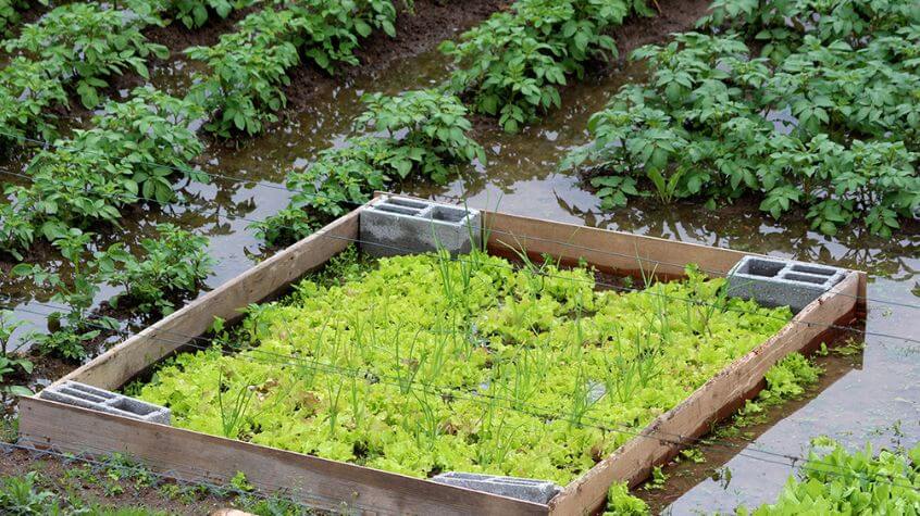 A flooded garden due to unfortunate weather woes