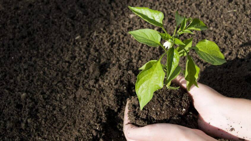 A plant being put in topsoil to grow