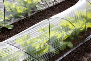 Plastic sheeting over young lettuce
