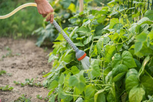 Watering bean plants from bottom to combat weather woes