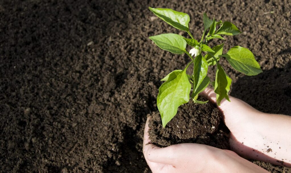 A plant being put in topsoil to grow