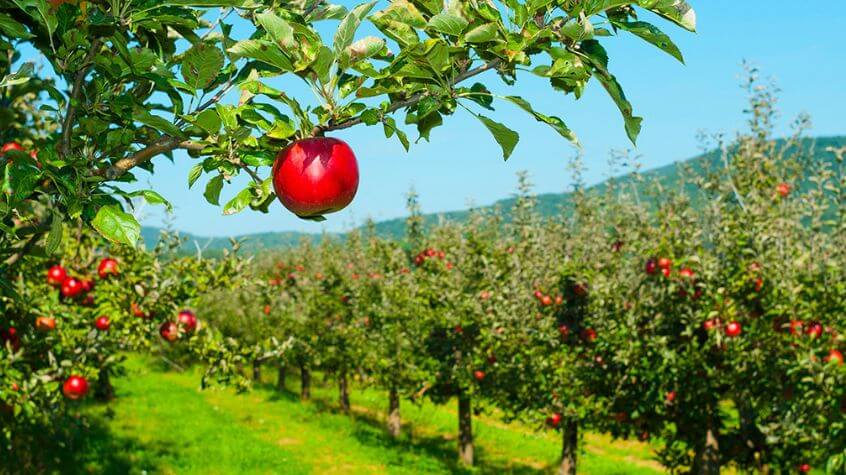 view of an apple orchard