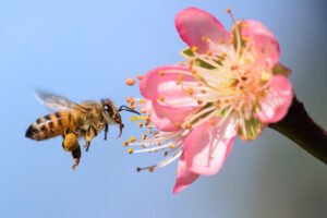 Honeybee flying to desert gold peach flower in spring