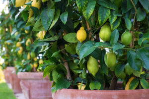 Potted Lemon Trees well established