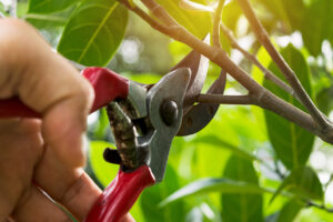 Pruning Fruit Tree while you're home orcharding in Somerset, New Jersey