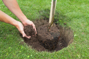 Planting fruit tree in Somerset, New Jersey because you're home orcharding