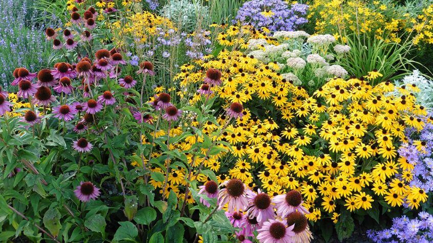 Perennial Flower Bed