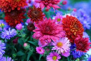 Asters and Mums