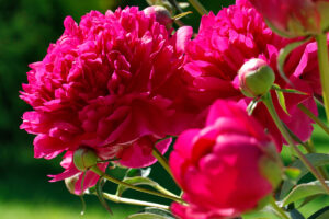 Peonies