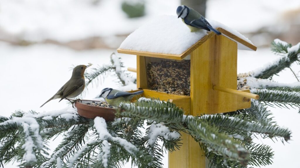 Birds hanging out a feeder in winter