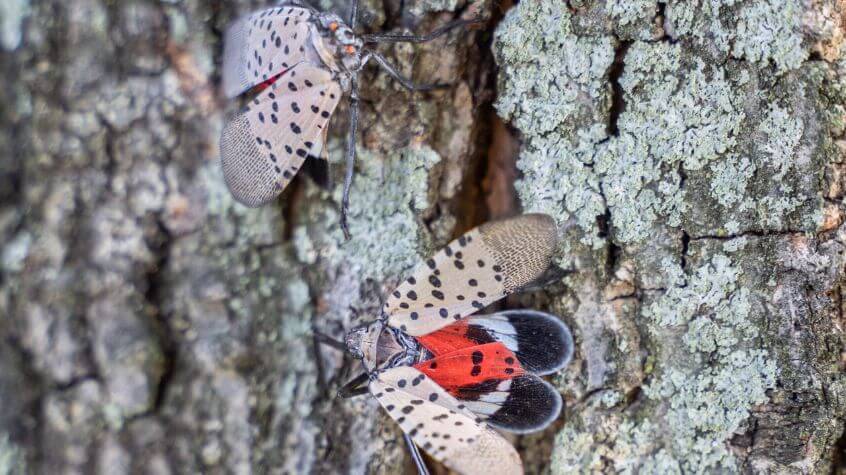 Spotted Lanternflies on tree trunk