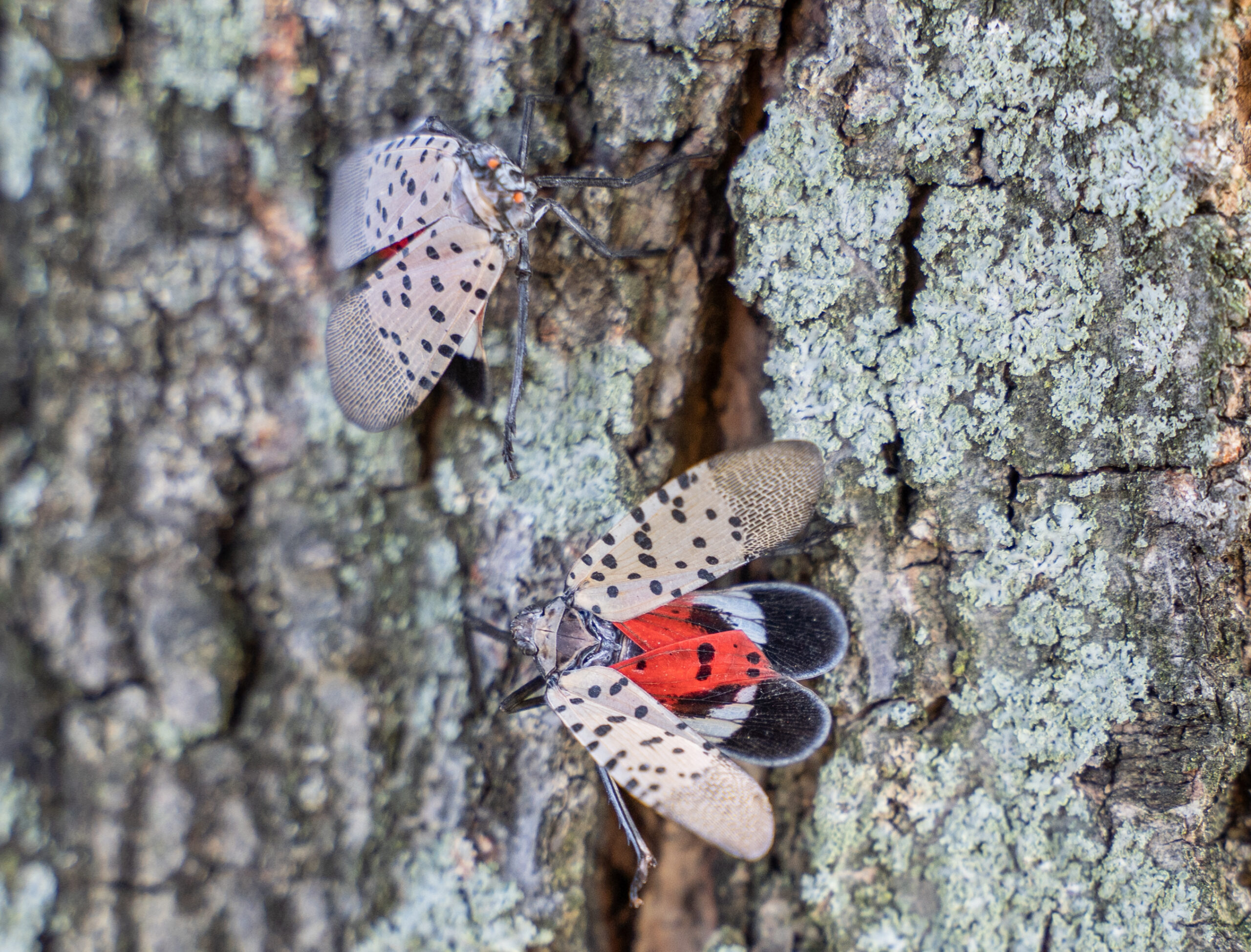 Spotted Lanternflies on tree trunk