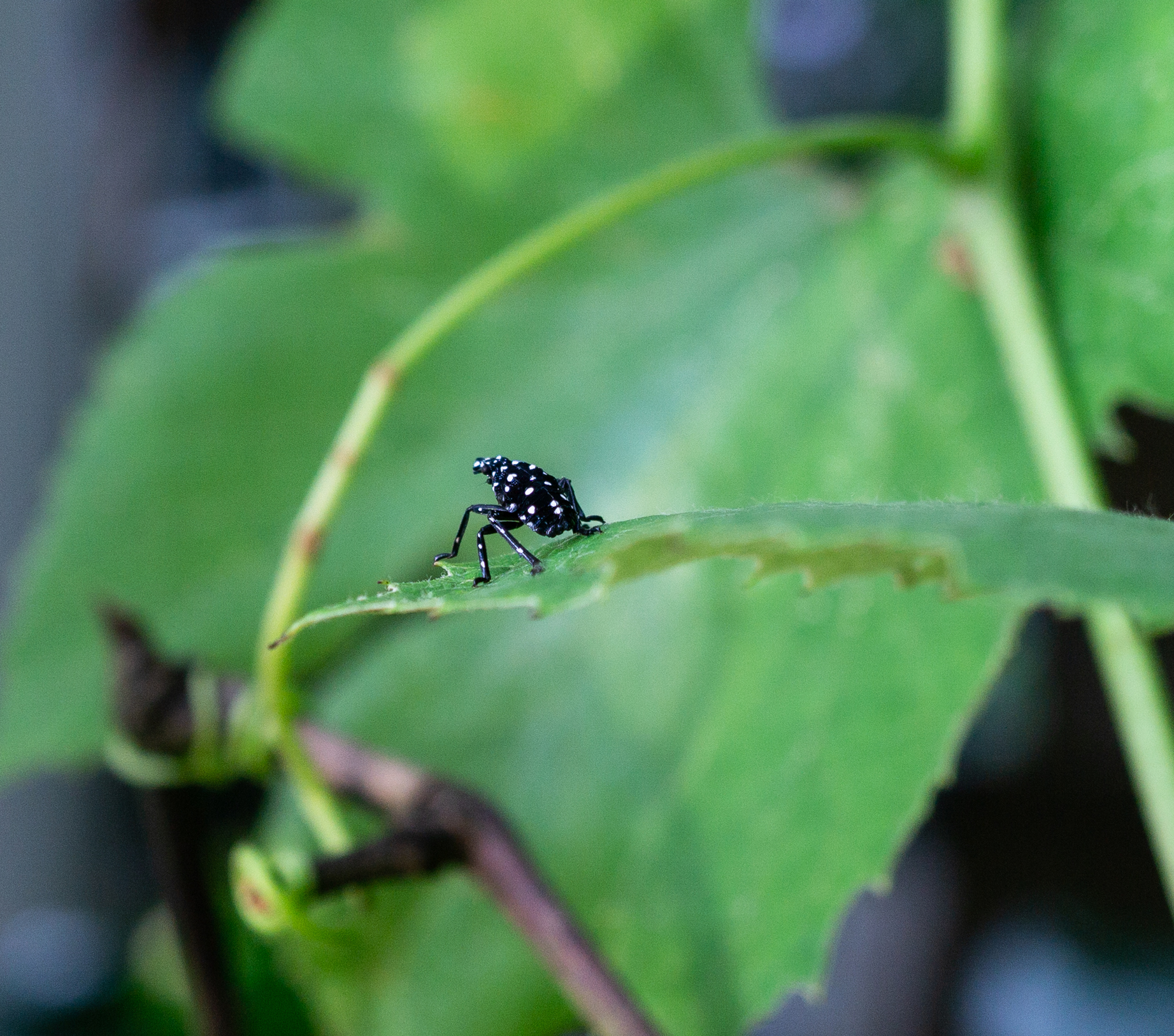 Spotted lanternfly Damage