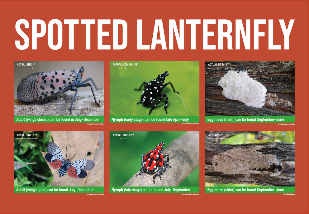 Spotted Lanternfly life cycle Stages