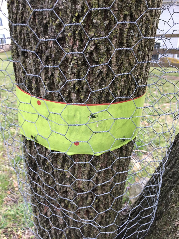 Tree Band Spotted Lanternfly