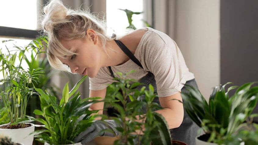 woman tending to indoor houseplants in her home