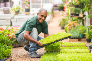 Nursery worker with lettuce