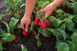 Radish plants